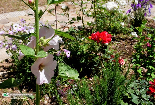 بازآرایی و شاداب‌سازی فضای سبز اداره‌کل کانون لرستان در خرم‌آباد